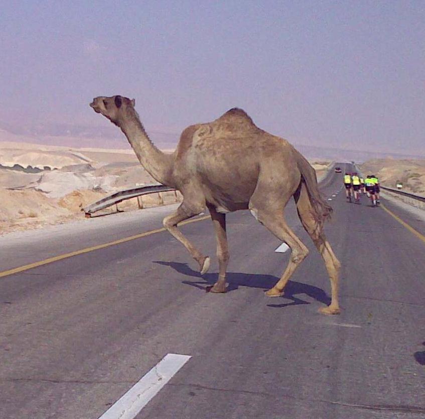 Camel, what color art thou?